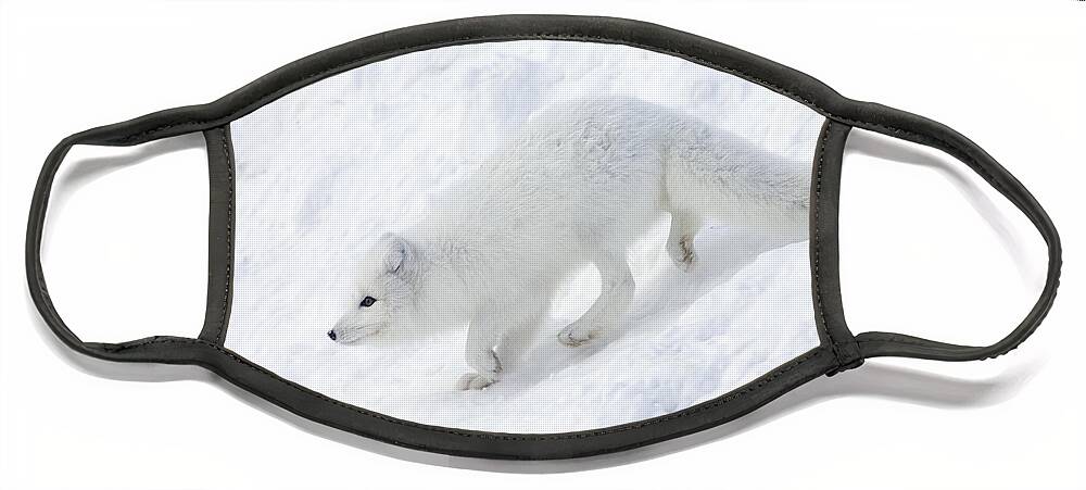 Mp Face Mask featuring the photograph Arctic Fox Alopex Lagopus On Snow Drift by Matthias Breiter