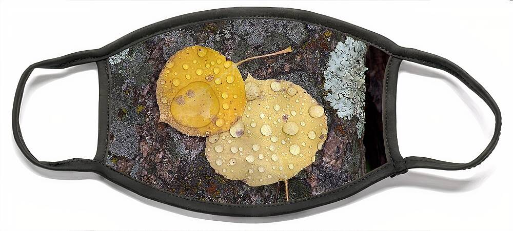 Aspen Leaves Face Mask featuring the photograph Aspen Tears by Dorrene BrownButterfield