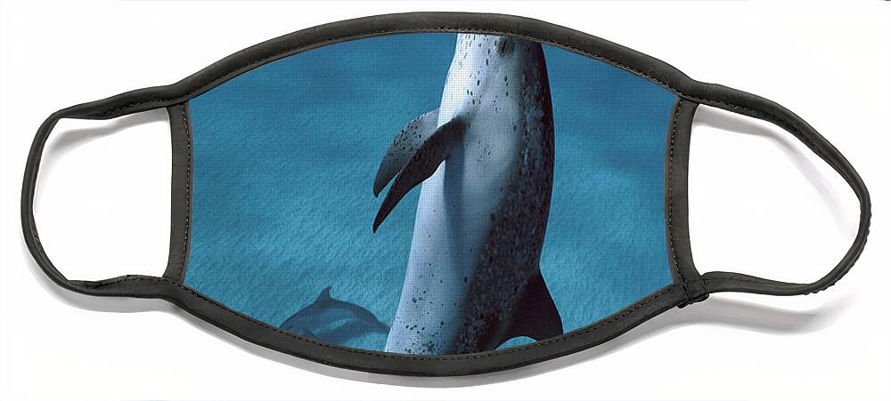 00270050 Face Mask featuring the photograph Atlantic Spotted Dolphins by Hiroya Minakuchi