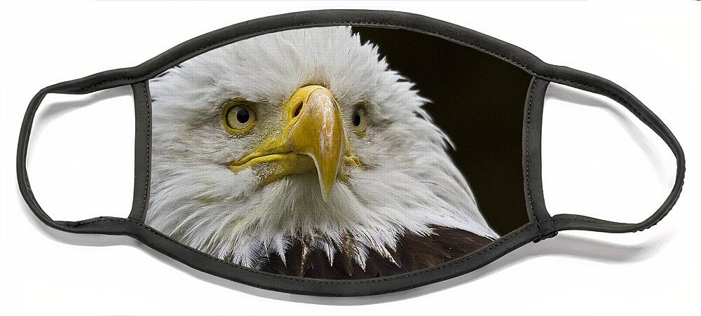 Eagle Face Mask featuring the photograph Bald Eagle The American Icon - 2 by Heiko Koehrer-Wagner