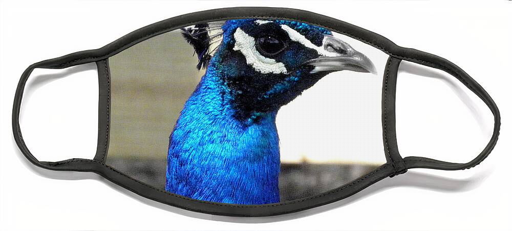 Peacock Face Mask featuring the photograph Beautiful blues by Kim Galluzzo