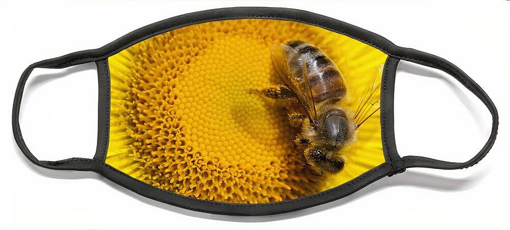 Mp Face Mask featuring the photograph Bee Apidae On Alpine Sunflower by Matthias Breiter
