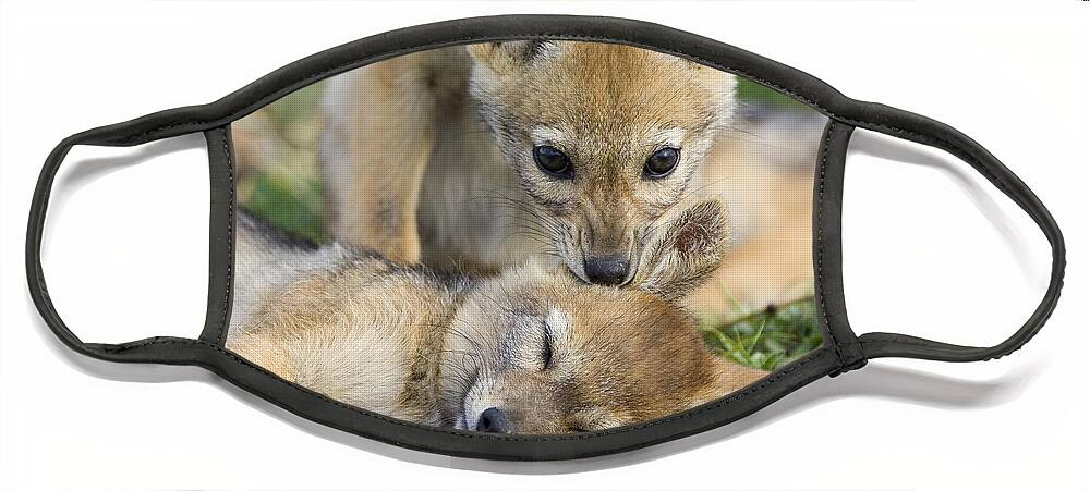 00784143 Face Mask featuring the photograph Black-backed Jackal Pups Playing by Suzi Eszterhas