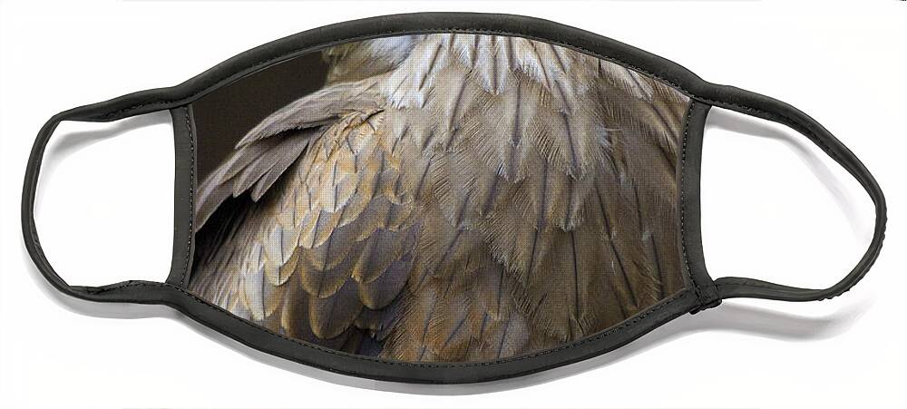 Bird Of Prey Face Mask featuring the photograph Black Kite 4 by Heiko Koehrer-Wagner