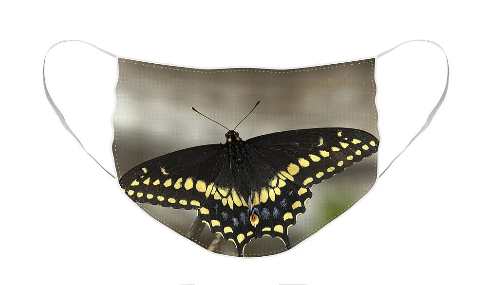 Insect Face Mask featuring the photograph Black Swallowtail DIN103 by Gerry Gantt