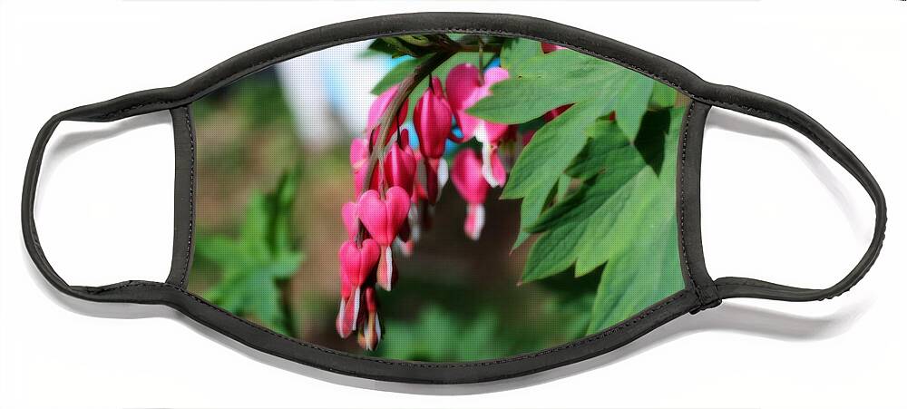 Flower Face Mask featuring the photograph Bleeding Hearts by Smilin Eyes Treasures