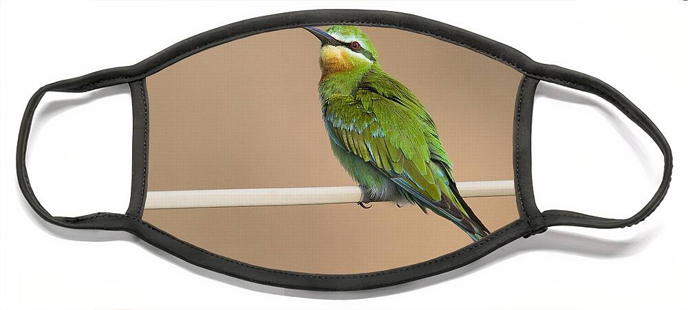 00481394 Face Mask featuring the photograph Blue Cheeked Bee Eater Hawf Protected by Sebastian Kennerknecht