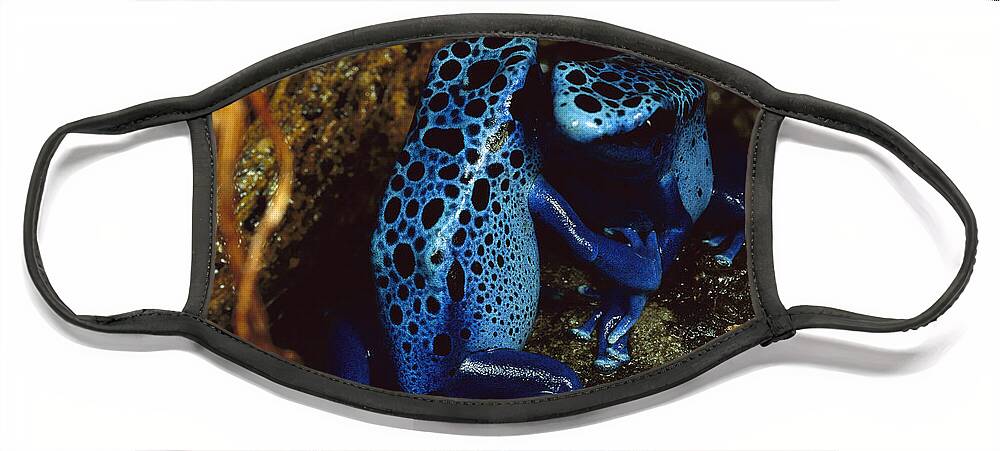 Mp Face Mask featuring the photograph Blue Poison Dart Frog Dendrobates by Mark Moffett