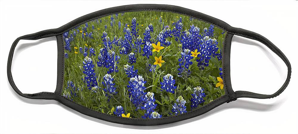 00442665 Face Mask featuring the photograph Bluebonnet And Texas Yellowstar by Tim Fitzharris