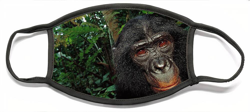 Mp Face Mask featuring the photograph Bonobo Pan Paniscus, Portrait by Cyril Ruoso