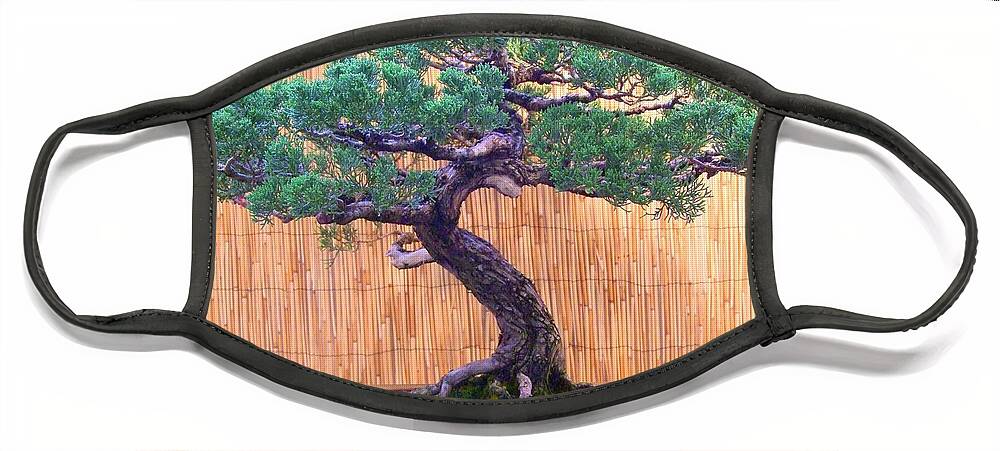 Trees Face Mask featuring the photograph Bonsai - Dwarf Tree - Pine by Mary Deal