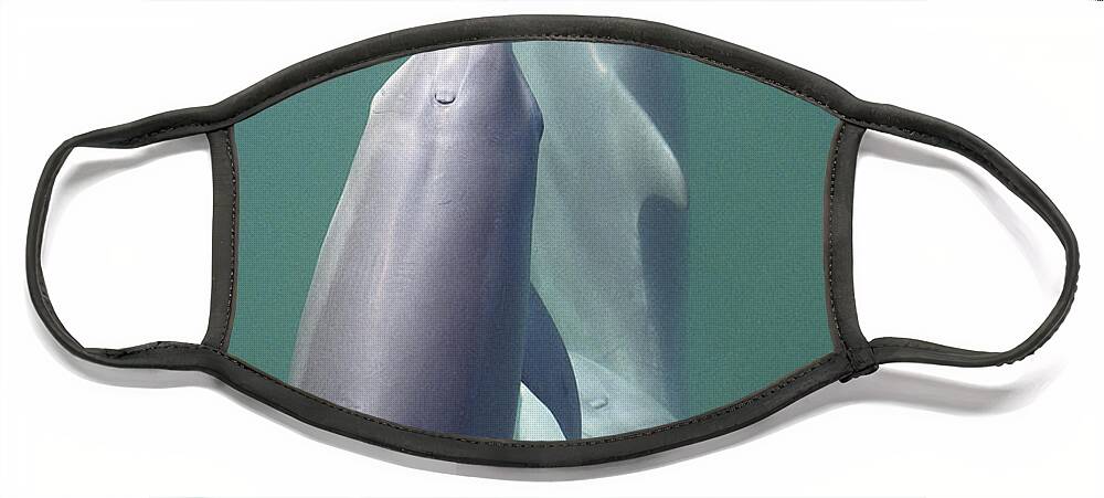 00090042 Face Mask featuring the photograph Bottlenose Dolphin Trio Surfacing Shark by Flip Nicklin