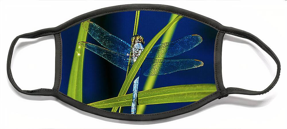 Heron Haven Face Mask featuring the photograph Brilliant Dragon Fly by Ed Peterson