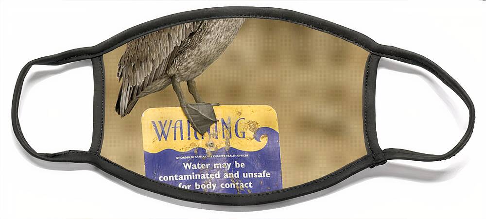 00429766 Face Mask featuring the photograph Brown Pelican On Contaminated Water by Sebastian Kennerknecht