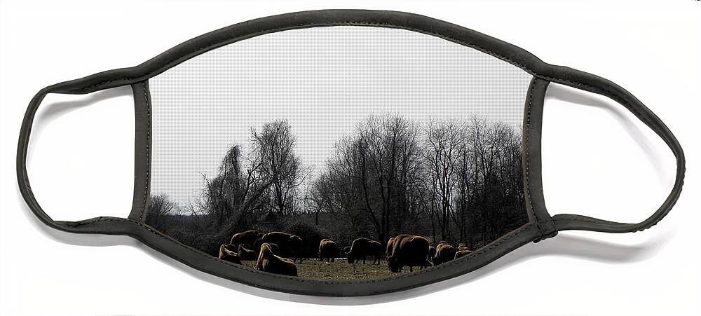 Buffalo Face Mask featuring the photograph Buffalo Farm in CT USA by Kim Galluzzo