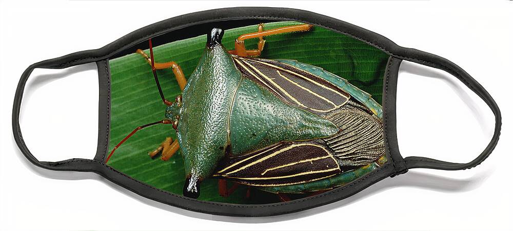 Mp Face Mask featuring the photograph Bug Homoptera Resting On Leaf, Peru by Mark Moffett