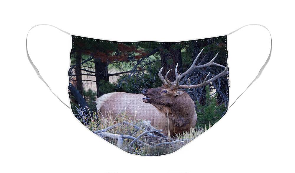 Big Game Face Mask featuring the photograph Bugling Bull Elk by Ronald Lutz