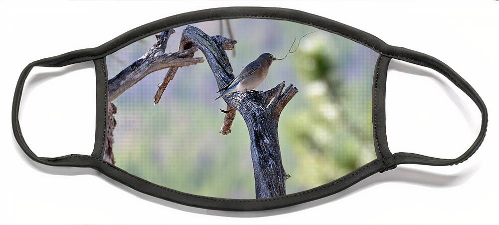 Birds Face Mask featuring the photograph Building Her Nest by Dorrene BrownButterfield