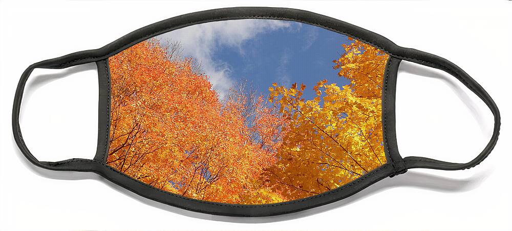 Leaves Face Mask featuring the photograph Bursts Of Fall by Kim Galluzzo