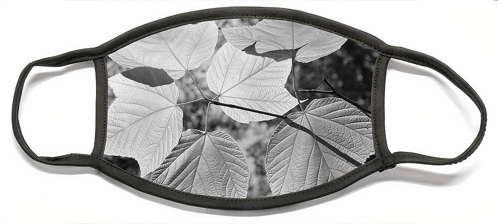 Canopy Face Mask featuring the photograph Canopy of Leaves by Luke Moore