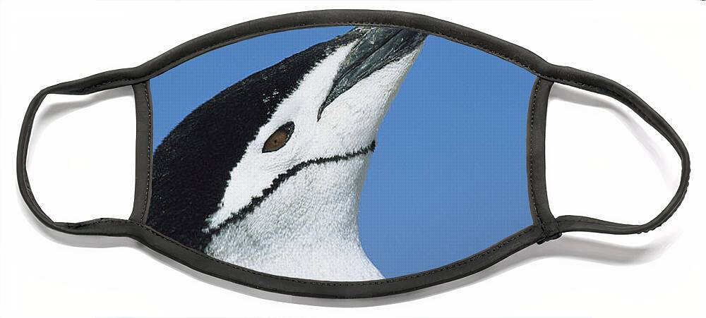 00260245 Face Mask featuring the photograph Chinstrap Penguin Adult Calling by Colin Monteath