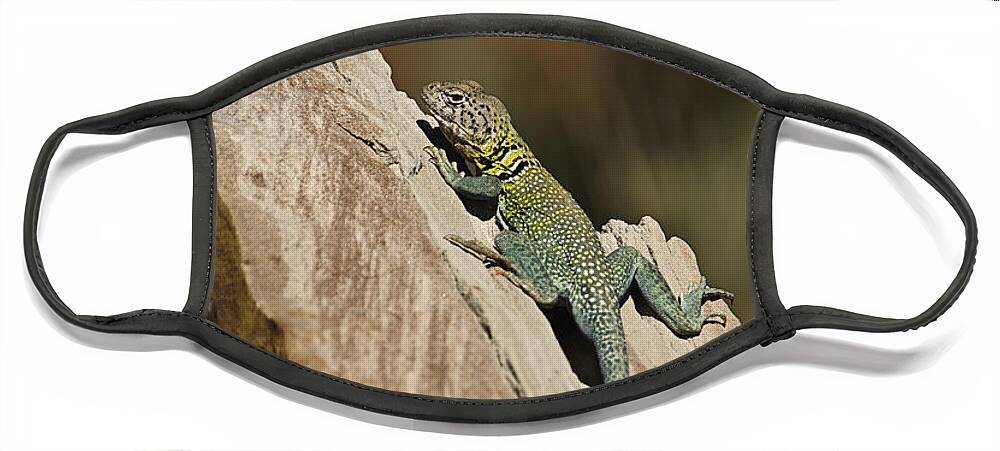 Animals Art Face Mask featuring the photograph Collared Lizard by Melany Sarafis