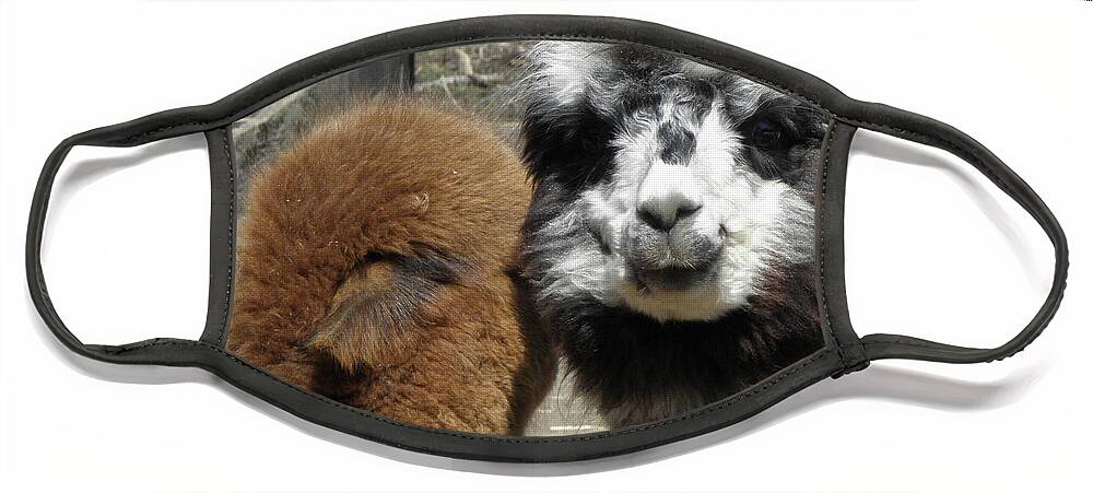 Alpaca Face Mask featuring the photograph Comfort by Kim Galluzzo