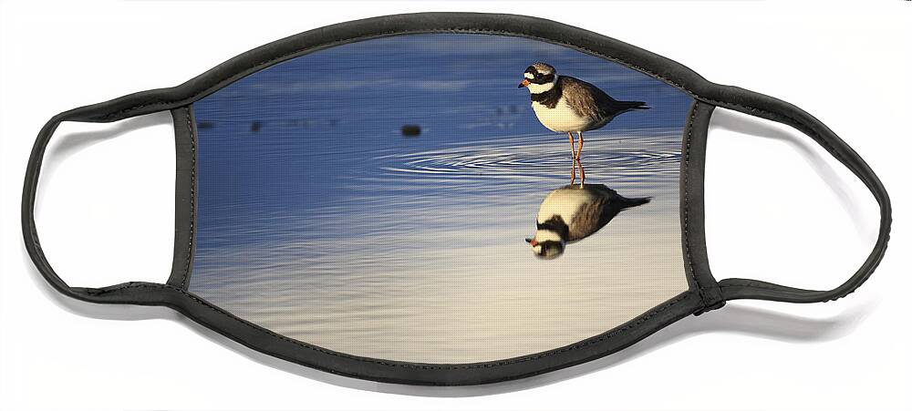 00621737 Face Mask featuring the photograph Common Ringed Plover Reflection by Cyril Ruoso