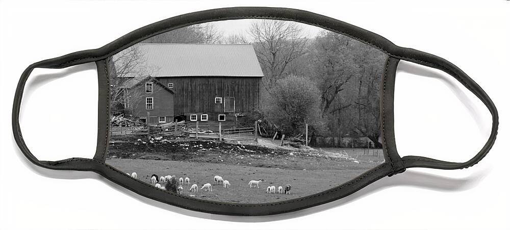 Spring Lambs Face Mask featuring the photograph Connecticut Sheep Farm by Kim Galluzzo Wozniak
