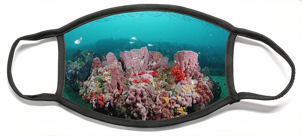 00126192 Face Mask featuring the photograph Coral And Schooling Fish Grays Reef Nms by Flip Nicklin