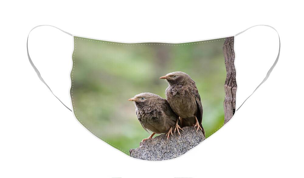 Yellow-billed Babbler Face Mask featuring the photograph Couple by SAURAVphoto Online Store