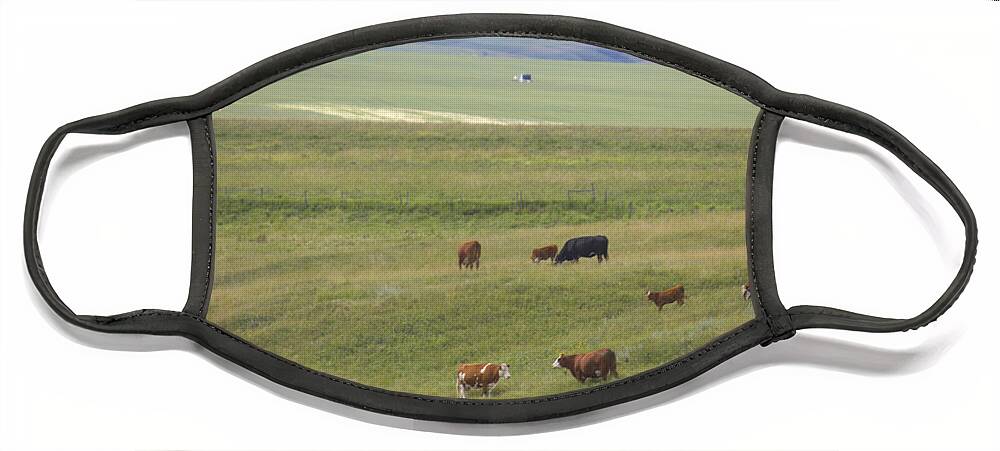 Landscape Face Mask featuring the photograph Cow Herds and Country by Donna L Munro