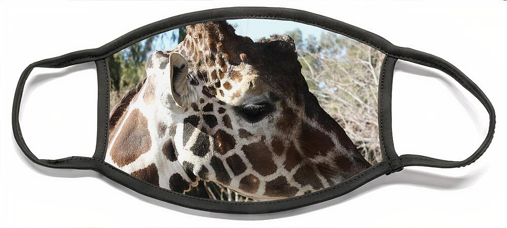 Giraffe Face Mask featuring the photograph Daddy Giraffe by Kim Galluzzo Wozniak