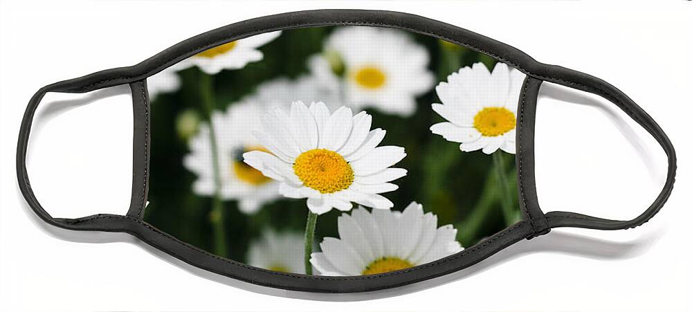 Daisy Face Mask featuring the photograph Daisies in a field by Simon Bratt