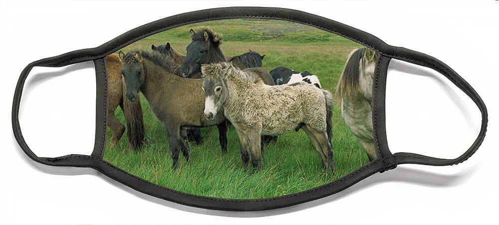 Mp Face Mask featuring the photograph Domestic Horse Equus Caballus Herd by Cyril Ruoso