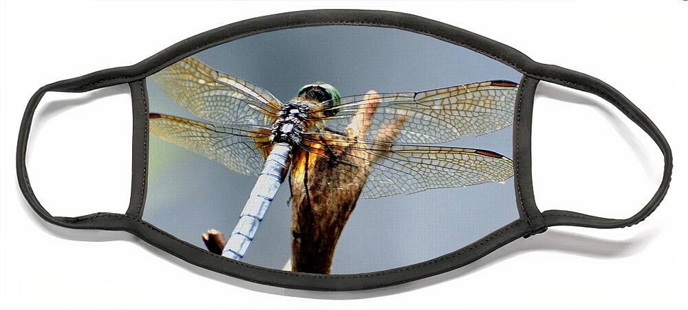  Face Mask featuring the photograph Dragonfly Perched by Mark Valentine
