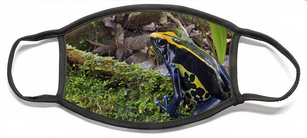 00479309 Face Mask featuring the photograph Dyeing Poison Frog In Rainforest Surinam by Piotr Naskrecki