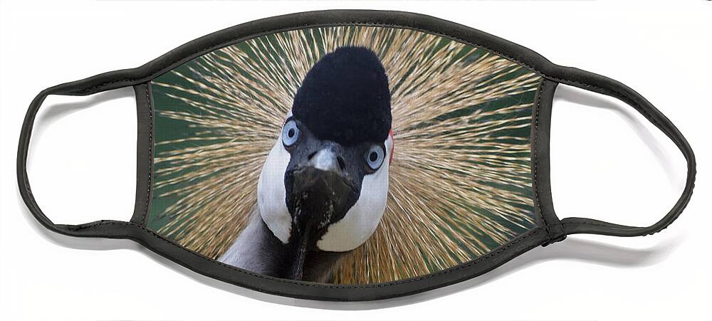 Bird Face Mask featuring the photograph East African Crowned Crane by Maggy Marsh