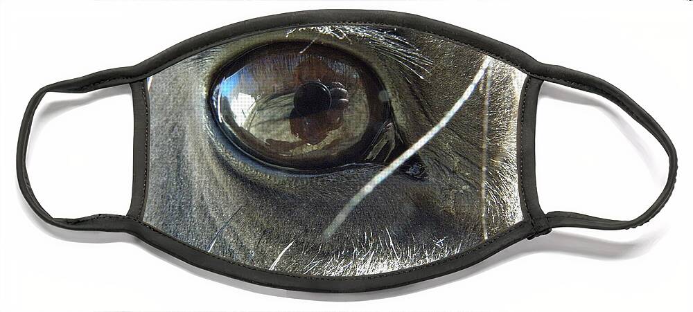 Horse Face Mask featuring the photograph Eye Popper by Kim Galluzzo