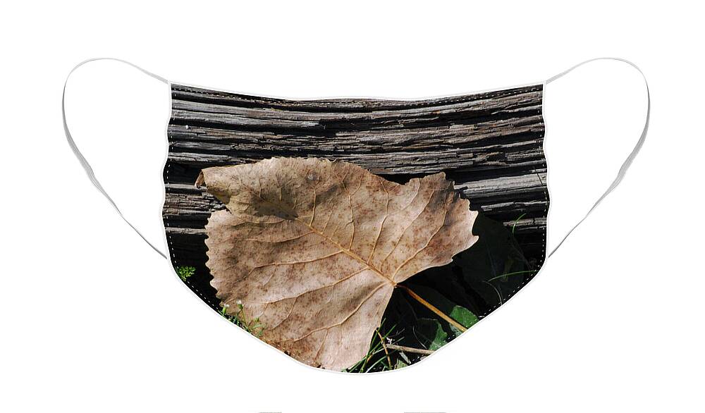 Leaf Face Mask featuring the photograph Fallen Leaf by Grace Grogan