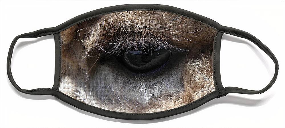 Alpaca Face Mask featuring the photograph Fluffy Eyes by Kim Galluzzo Wozniak