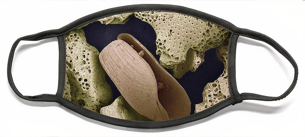 Mp Face Mask featuring the photograph Foraminiferans Molluscs and Bryozoans SEM by Albert Lleal