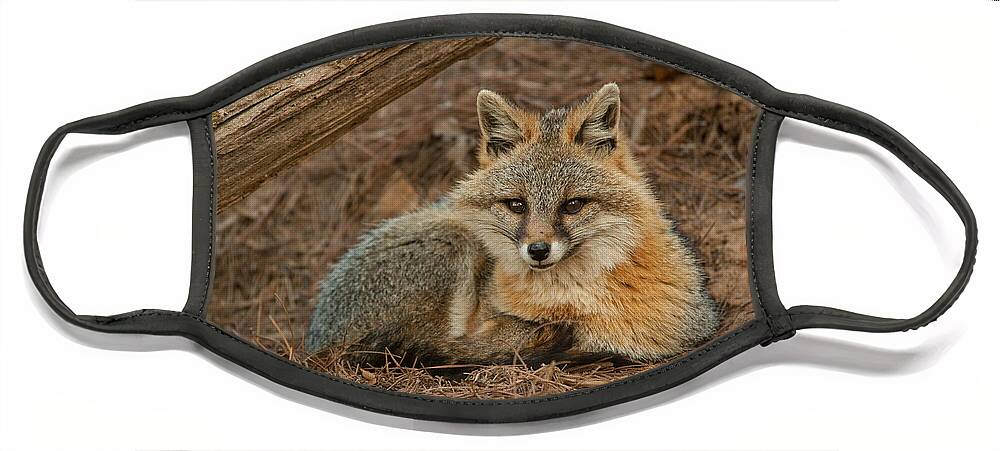 Alert Face Mask featuring the photograph Foxy by Joye Ardyn Durham