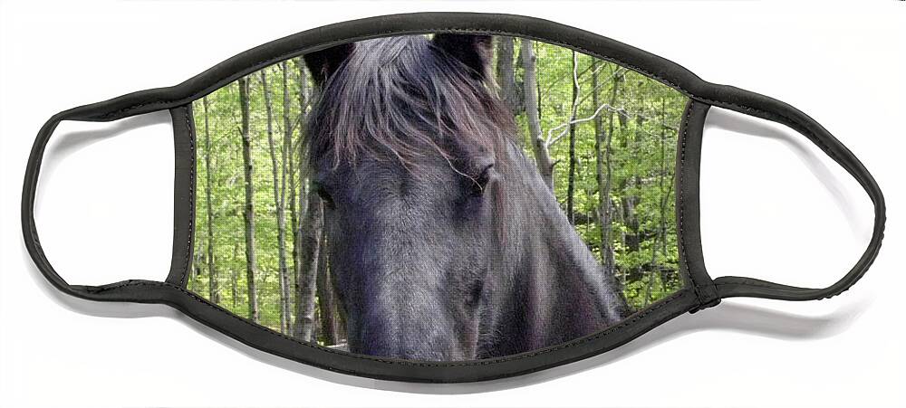 Friesian Horse Face Mask featuring the photograph Friesian alert by Kim Galluzzo Wozniak