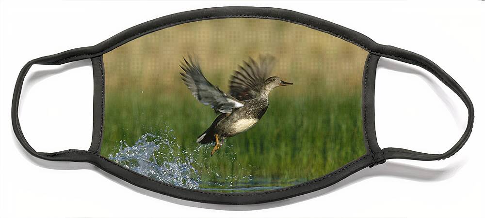 00173358 Face Mask featuring the photograph Gadwall Female Taking Flight From Water by Tim Fitzharris