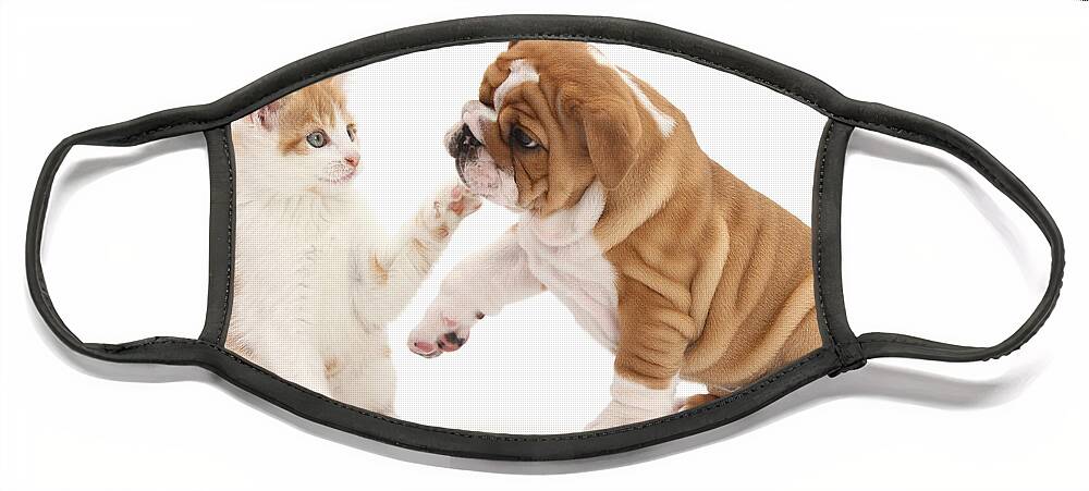 Animal Face Mask featuring the photograph Ginger Kitten With Bulldog Pup by Mark Taylor