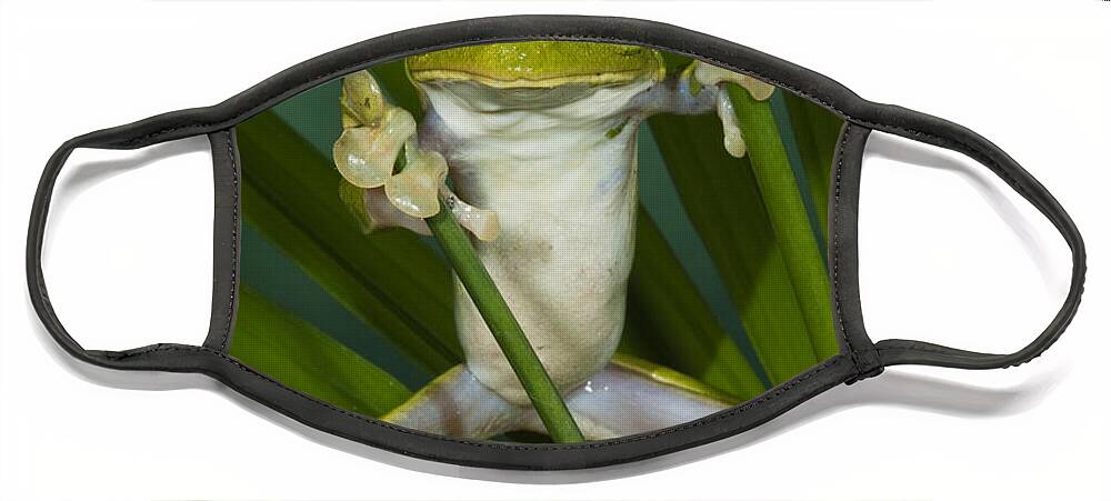 Mp Face Mask featuring the photograph Gliding Leaf Frog Agalychnis Spurrelli by Pete Oxford