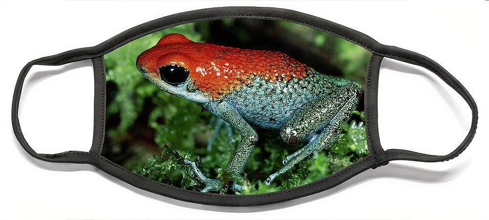 Mp Face Mask featuring the photograph Granular Poison Dart Frog Dendrobates by Michael & Patricia Fogden