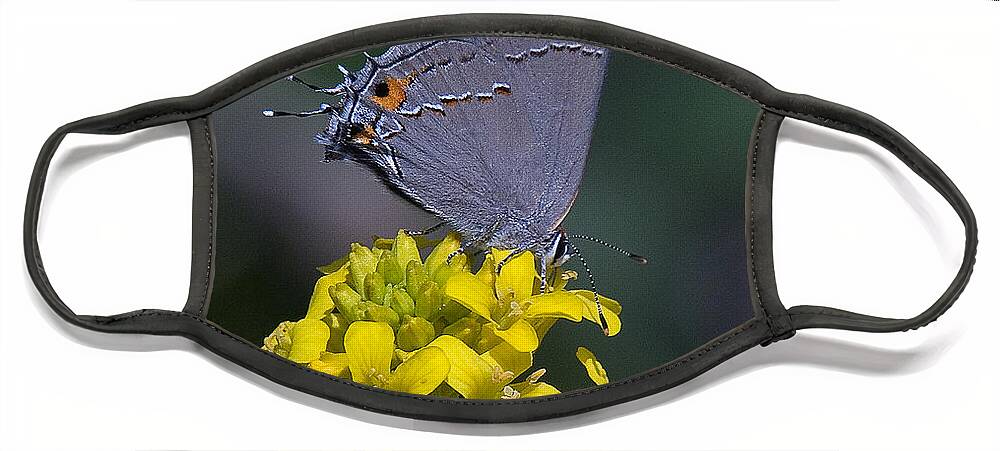 Nature Face Mask featuring the photograph Gray Hairstreak Butterfly DIN044 by Gerry Gantt
