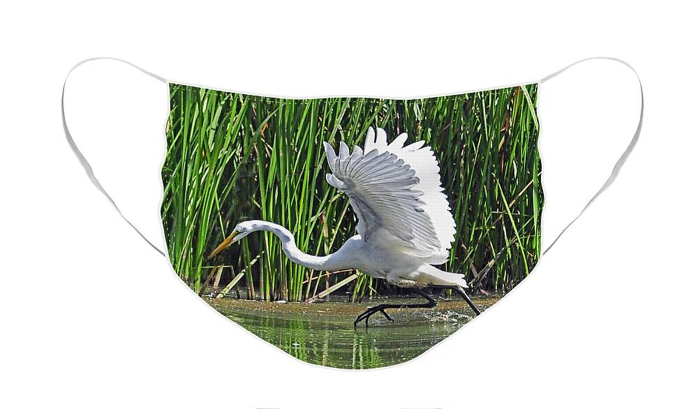 Great Egret Face Mask featuring the photograph Great Egret  Ardea alba Running Start by Rodney Campbell